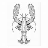 Postcard Lobster Coloring Adult sketch template