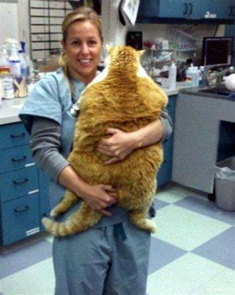 big fat cat funnycom