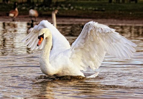 white swan  stock photo