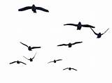 Birds Flying Bird Transparent Stock Clipart Background Flight Clip Deviantart Gif 3d Library Cliparts Advertisement Crow Icons Freeiconspng Pngimg Freepngimg sketch template