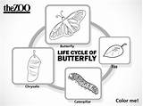 Butterfly Cycle Life Coloring Sheet Stage Egg Zoo First Click sketch template