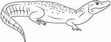 Caiman Coloring Pages Snouted Broad Alligator Designlooter 309px 43kb Color Coloringpages101 sketch template