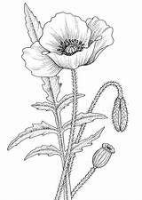 Poppy Coloring sketch template