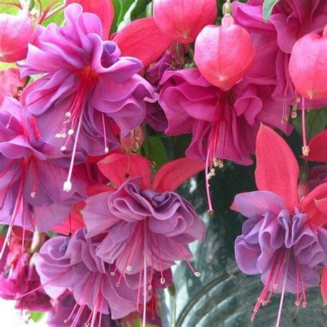 17 best images about flowers fuschia on pinterest beautiful posts