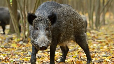 feral hog poison field tests coming  alabama