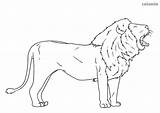 Lion Coloring Yawning sketch template