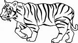 Tiger Coloring Walk Pages Wecoloringpage Animals Board Sketch Walking Safari Choose sketch template