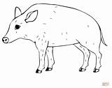 Coloring Wild Pig Pages Color Supercoloring Boar Drawing Categories sketch template