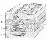 Fossils Sedimentary Fossil Geology Relative Quizlet Absolute Google sketch template