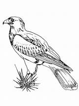 Falcon Pug Hawks Tailed sketch template