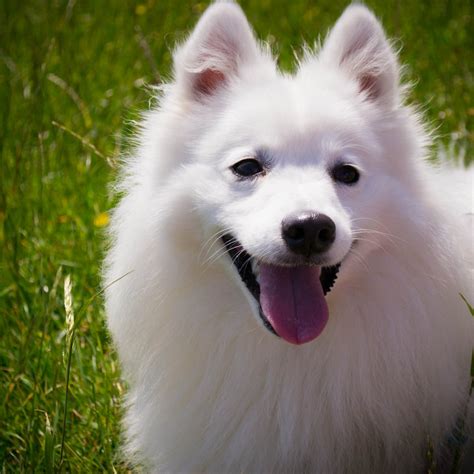 images hair white puppy animal cute canine pet fur