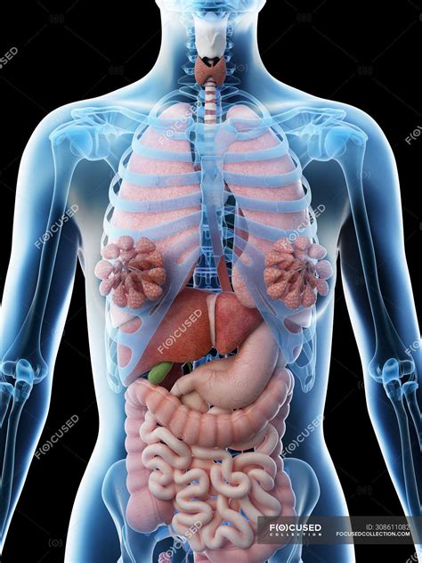 Anatomy Of Internal Organs Female Female Reproductive System Everyday