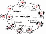Interphase Cell Mitosis Sonu Academy Phase Called Life sketch template