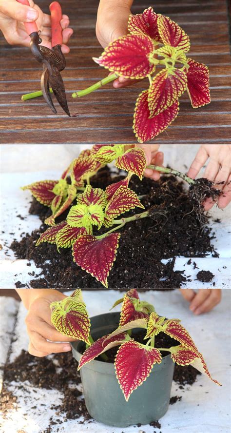coleus lovers guide grow tips easy propagation beautiful