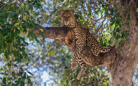 nature leopard animals trees bokeh wallpapers hd desktop