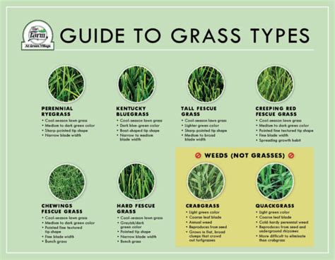download our guide to identification of grass types the farm at