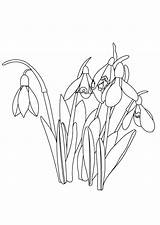 Snowdrops Coloring Pages Spring Easter Snowdrop Index Kids Print sketch template