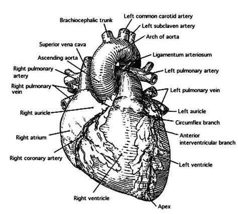 anatomi  human heart coloring pages heart coloring pages heart