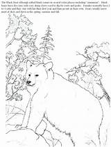 Monet Claude Drawing Bear Getdrawings Coloring Drawings Realistic Pages Book sketch template