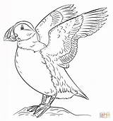 Puffin Coloring Pages Draw Puffins Drawing Atlantic Supercoloring Bird Outline Drawings Tutorials Step Beginners Printable Adult Popular Results Categories sketch template