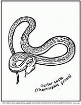 Coloring Snake Pages Kids Printable King Color Cobra Library Clipart Popular sketch template