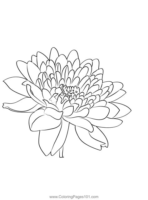 chrysanthemum  coloring page  kids  chrysanthemums printable