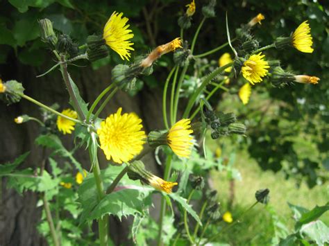 sow thistle plant lore