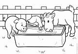Animal Farm Coloring Water Cow Pages Books Pig Drinks Together Go sketch template