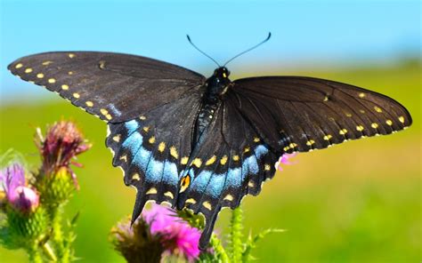 creature feature black swallowtail butterfly raritan headwaters