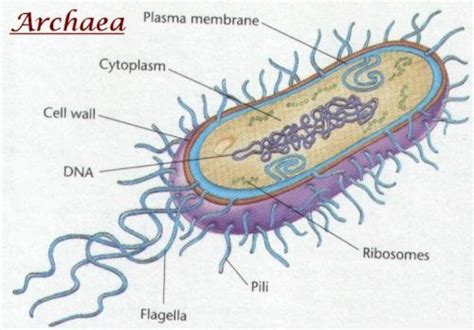 difference  archaebacteria  eubacteria biology