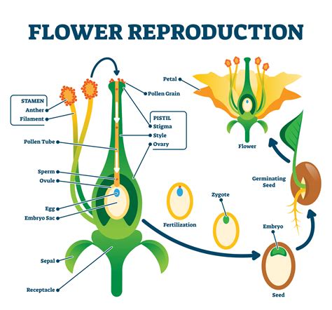 Sexual Reproduction In Flowering Plants Pollination And Germination