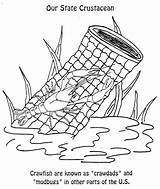 Crustacean Louisiana Crawfish Designlooter sketch template