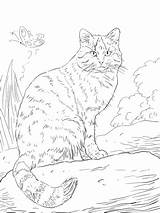 Cat Wild Coloring Pages European Cats Colouring Animals Printable Animal Supercoloring Color Caracal Print Sheets Wildcat Drawing sketch template