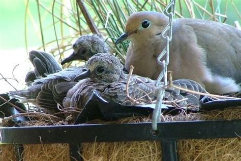 wild birds unlimited mourning dove nesting facts  figures mourning dove nest ladybug house