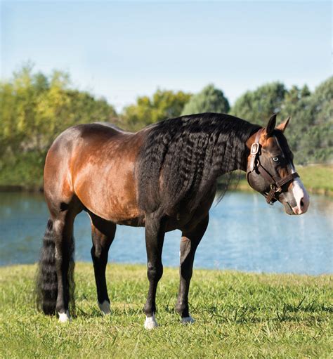 photo quarter horse animal horse nature   jooinn