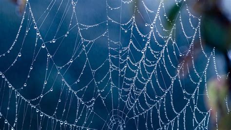 spider web backgrounds  images