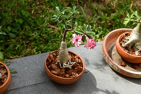 trimming desert rose plants learn  desert rose pruning techniques