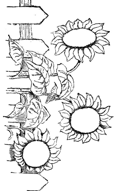 flower coloring pages  adults group picture image  tag