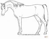 Horses Paard Shire Kleurplaat Egyptian Kleurplatenl sketch template