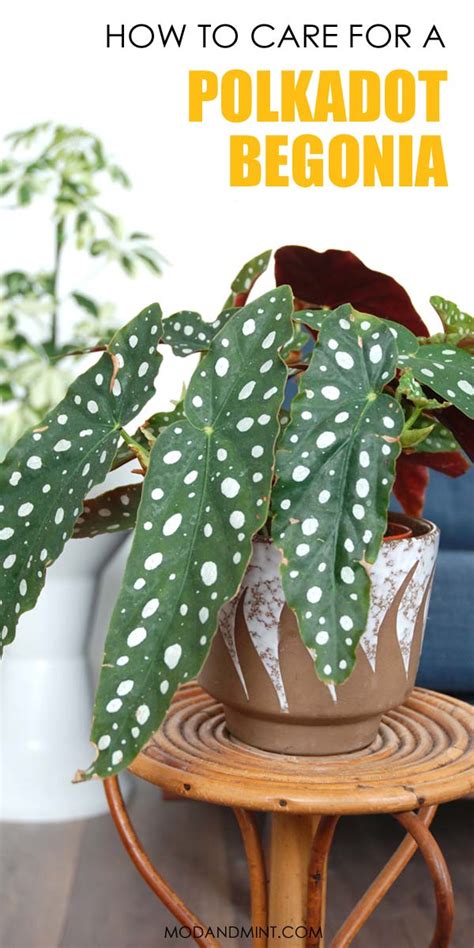 begonia maculata care how to grow an indoor polka dot begonia