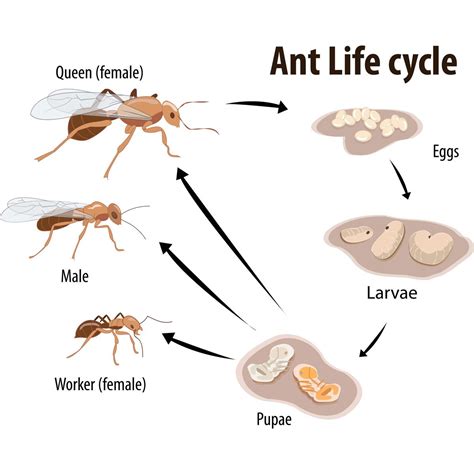 ants life cycle  family handyman
