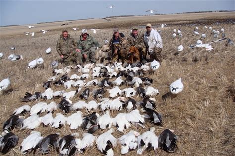 prairiewind decoys free shipping hunting snows e caller cd by