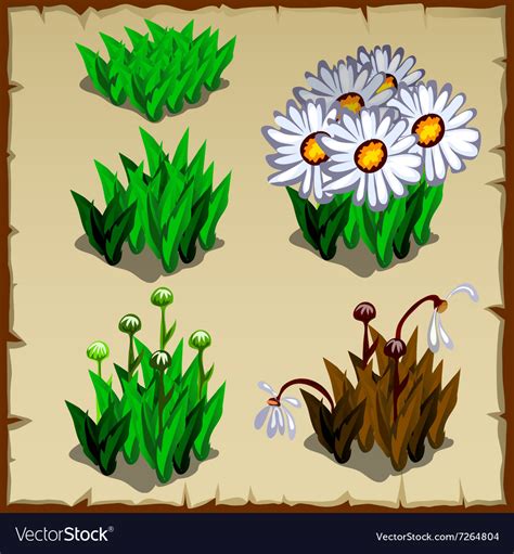 Stages Of Growth Daisies Planting And Withering Vector Image
