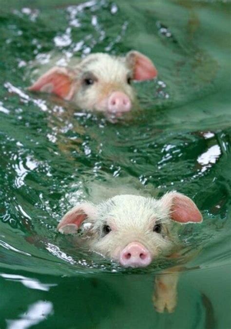 adorable piglets animal lover pinterest home design minis  design