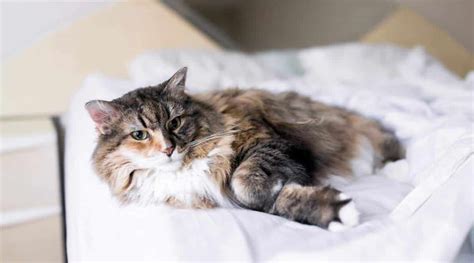 maine coon siberian mix traits facts and habits love your cat