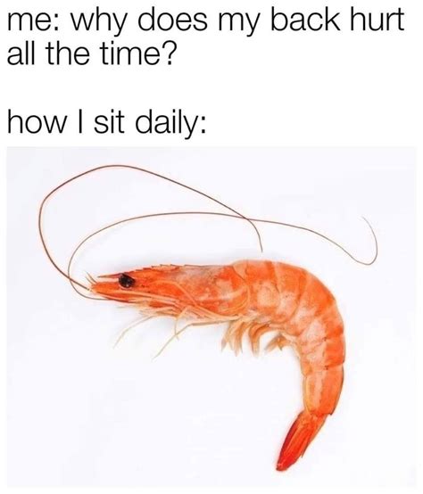 shrimp tumblr