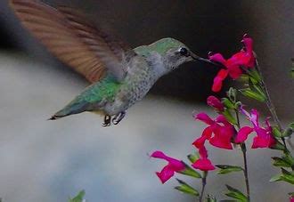 open  hummingbird spa hummingbirdspot