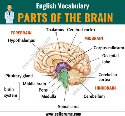 parts   brain  parts  brain   functions esl