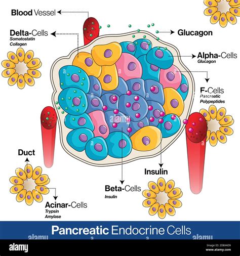 pancreas acinar cell stock vector images alamy