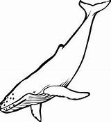 Whale Coloring Pages Humpback Outline Drawing Clipart Getcolorings Colorir Desenho Color Para Killer Getdrawings sketch template